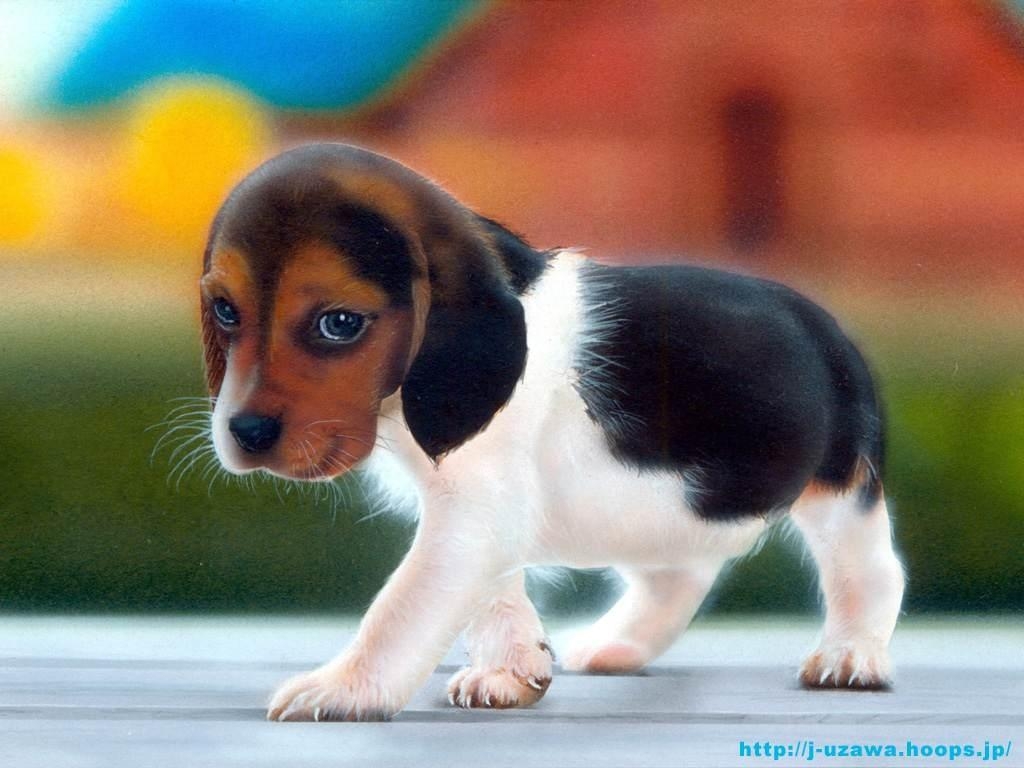 Obrázek “http://2plus2is4.files.wordpress.com/2006/08/beagle-puppy.JPG” nelze zobrazit, protože obsahuje chyby.